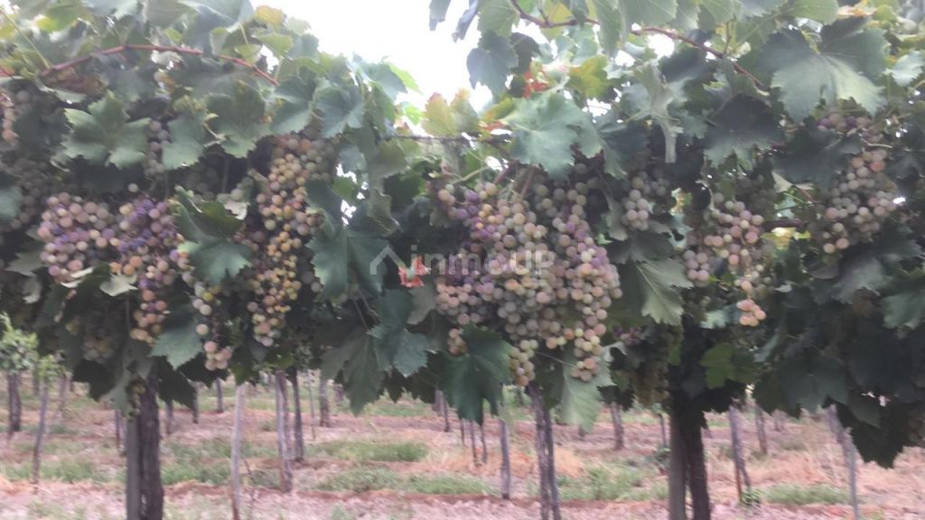 Finca en Venta en Lavalle, Mendoza