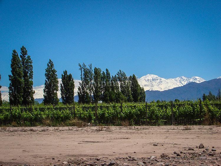 Lote en Venta en Lujan de Cuyo, Mendoza