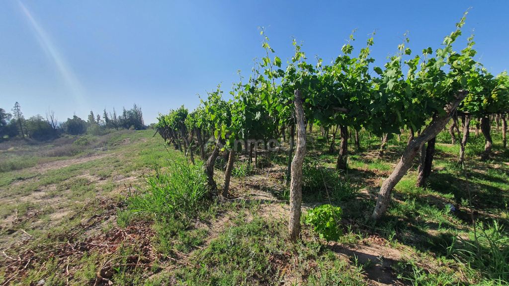 Finca en Venta en 9 de Julio, San Juan