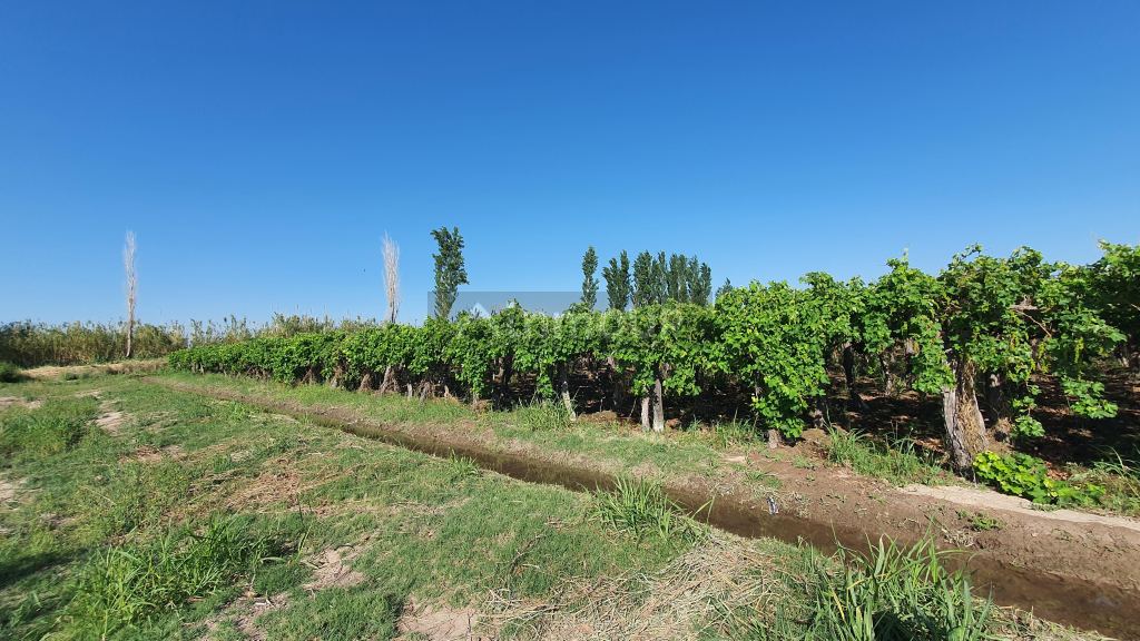 Finca en Venta en 9 de Julio, San Juan