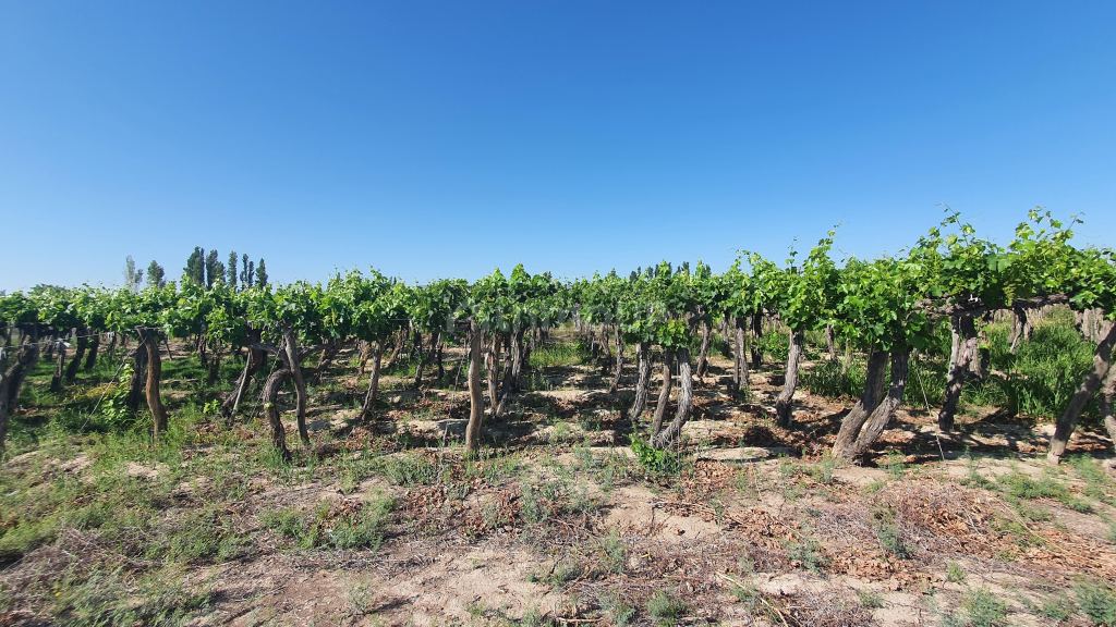 Finca en Venta en 9 de Julio, San Juan