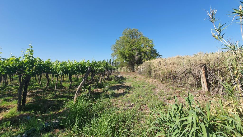 Finca en Venta en 9 de Julio, San Juan