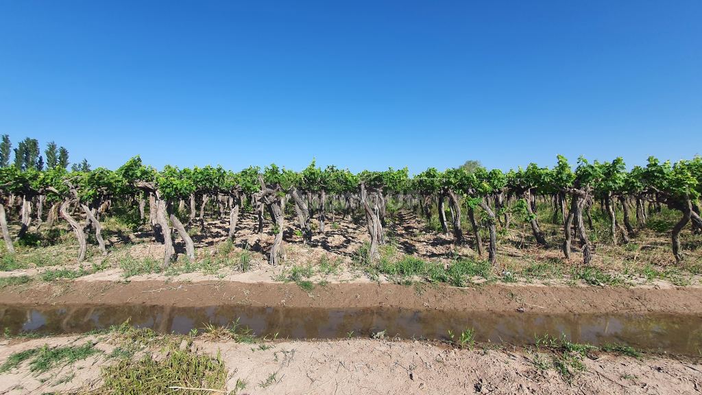 Finca en Venta en 9 de Julio, San Juan