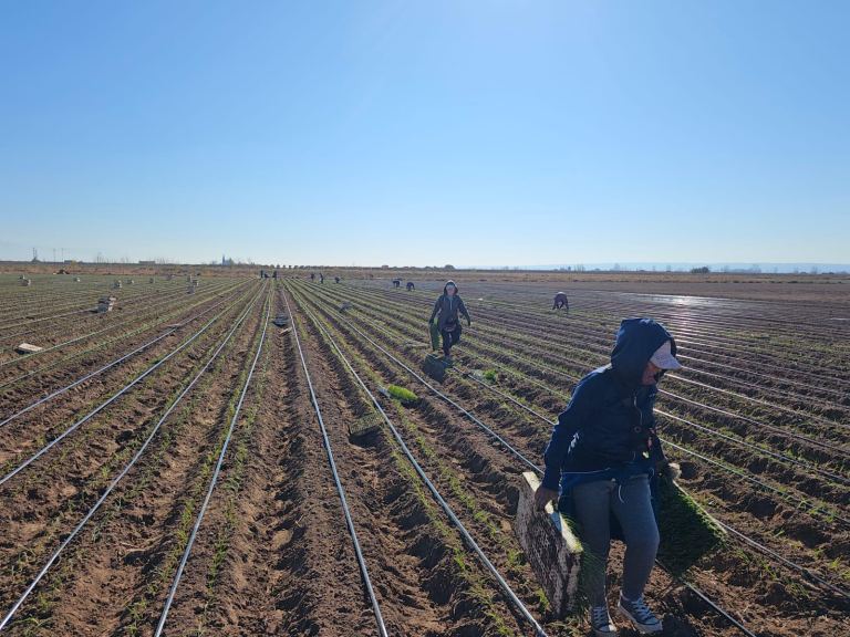 Campo en Venta en Lujan de Cuyo, Mendoza
