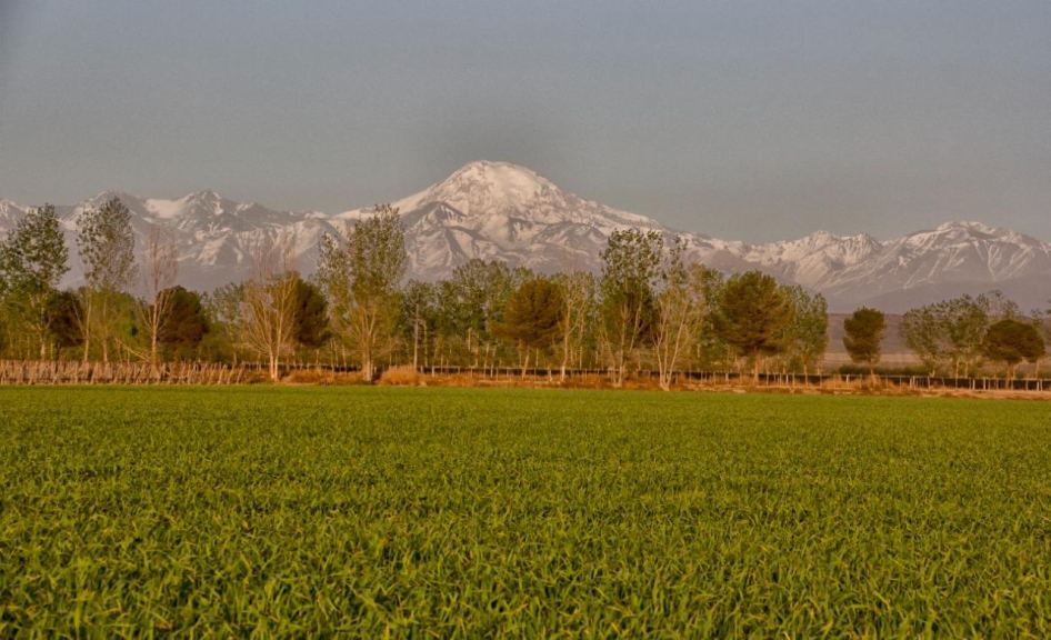 Campo en Venta en Lujan de Cuyo, Mendoza