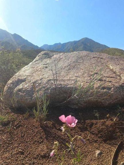 Terreno en Venta en Lujan de Cuyo, Mendoza