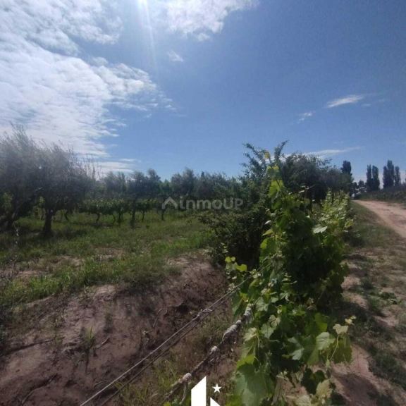 Finca en Venta en Maipu, Mendoza
