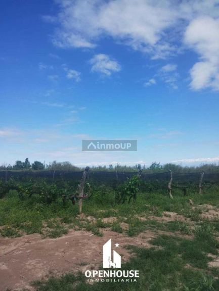 Finca en Venta en Maipu, Mendoza