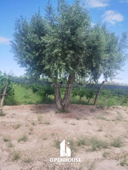 Finca en Venta en Maipu, Mendoza