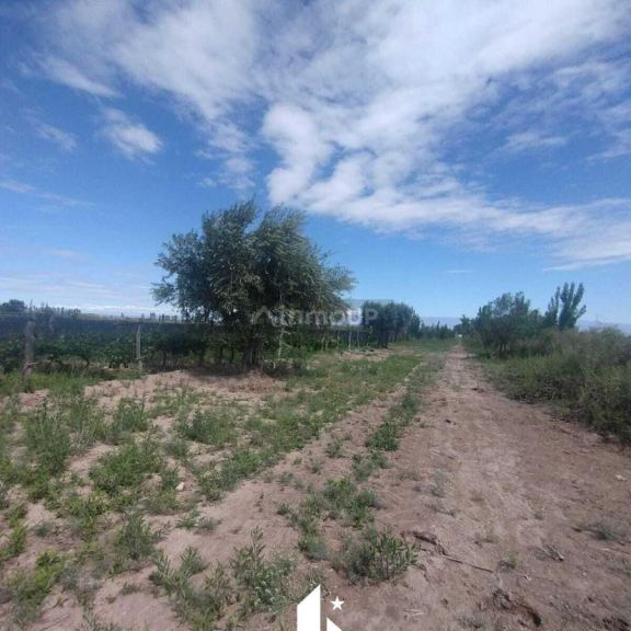 Finca en Venta en Maipu, Mendoza