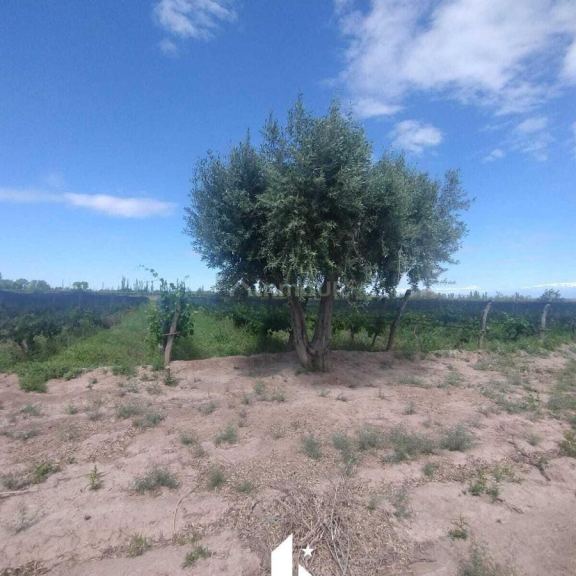 Finca en Venta en Maipu, Mendoza