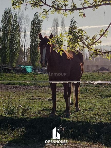 Terreno en Venta en Lujan de Cuyo, Mendoza