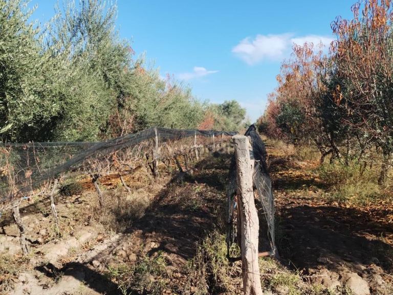 Terreno en Venta en Maipu, Mendoza