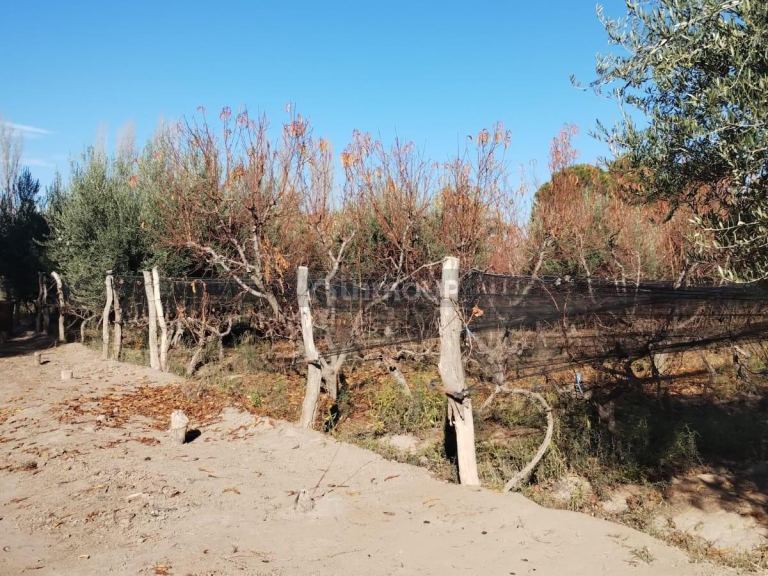 Terreno en Venta en Maipu, Mendoza