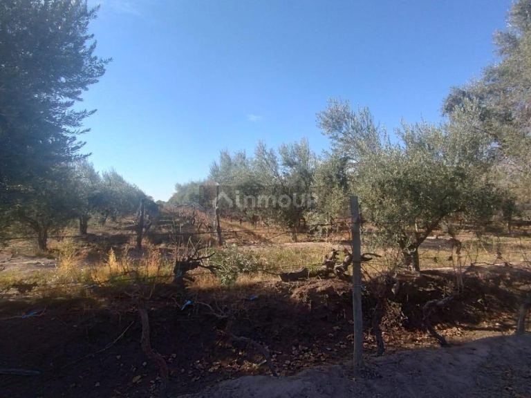 Terreno en Venta en Maipu, Mendoza