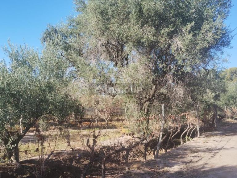 Terreno en Venta en Maipu, Mendoza