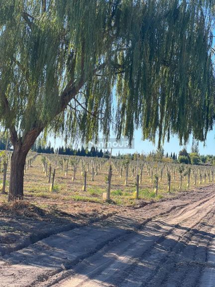 Finca en Venta en Lavalle, Mendoza