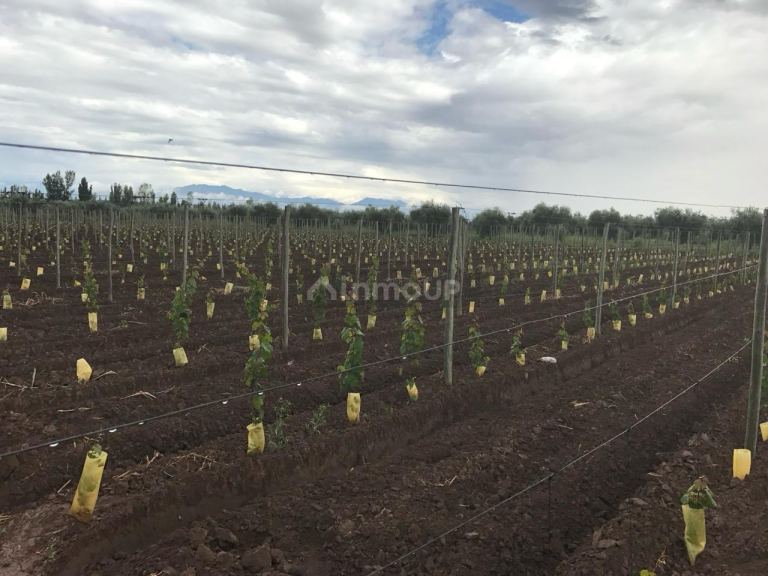 Finca en Venta en Lavalle, Mendoza