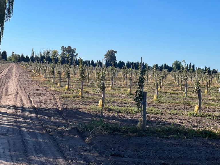 Finca en Venta en Lavalle, Mendoza
