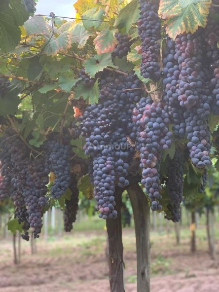 Finca en Venta en Lavalle, Mendoza