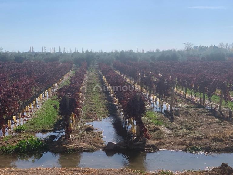 Finca en Venta en Lavalle, Mendoza
