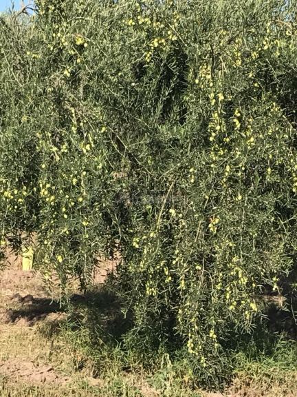 Finca en Venta en Lavalle, Mendoza