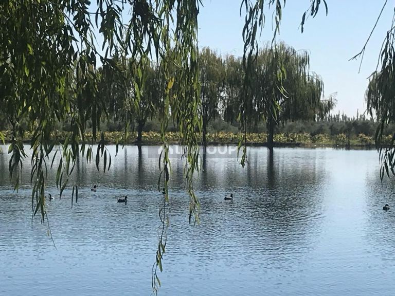 Finca en Venta en Lavalle, Mendoza