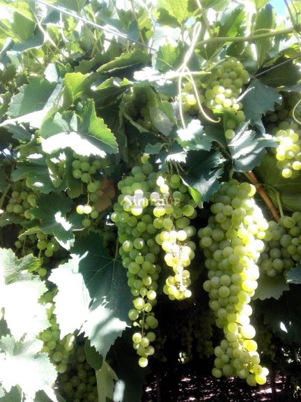 Finca en Venta en Lavalle, Mendoza