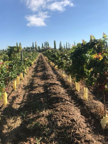 Finca en Venta en Lavalle, Mendoza