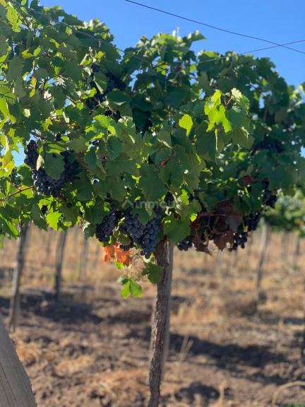 Finca en Venta en Lavalle, Mendoza