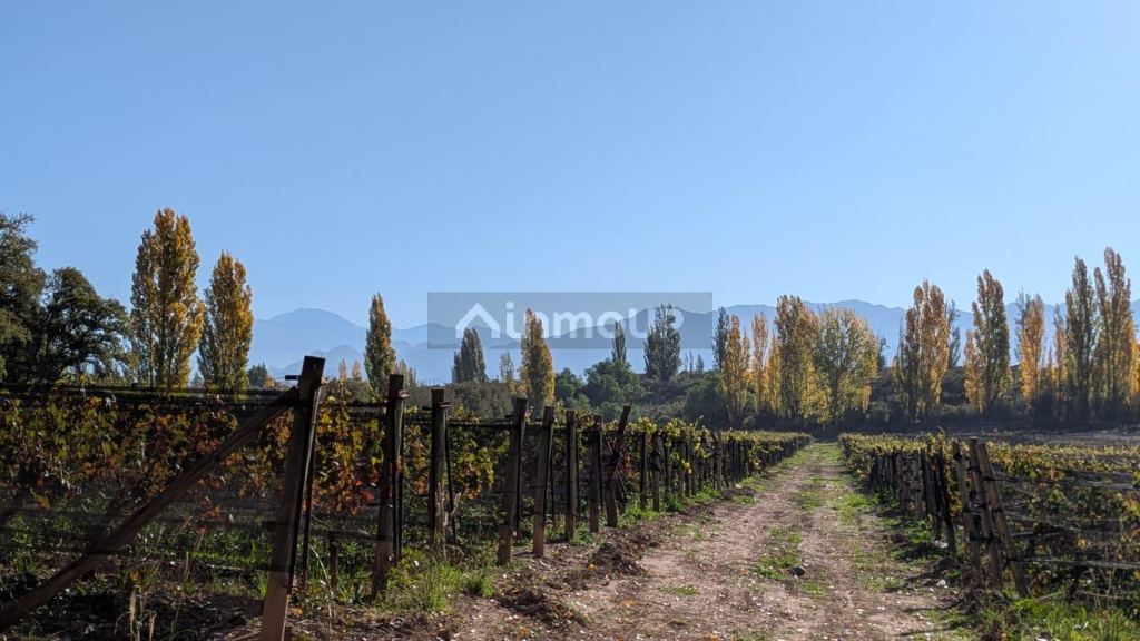 Finca en Venta en Lujan de Cuyo, Mendoza