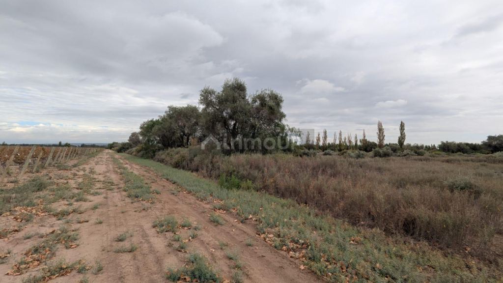 Finca en Venta en Lavalle, Mendoza
