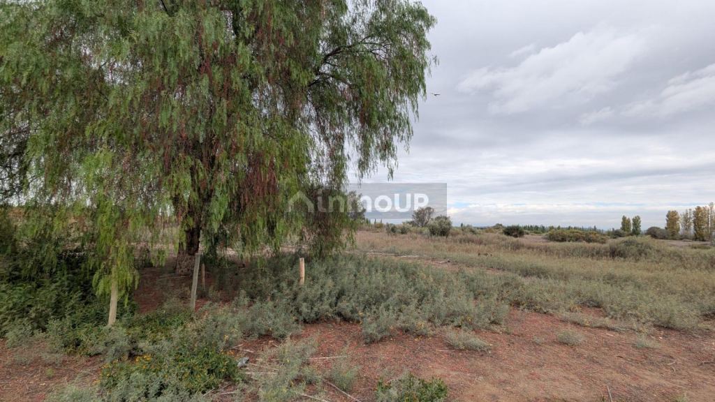 Finca en Venta en Lavalle, Mendoza