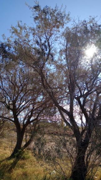 Finca en Venta en Lavalle, Mendoza