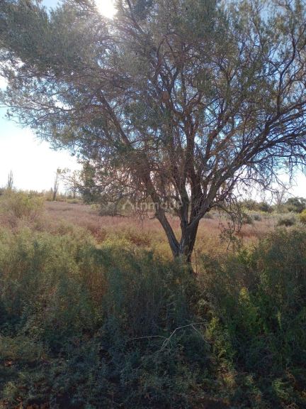 Finca en Venta en Lavalle, Mendoza