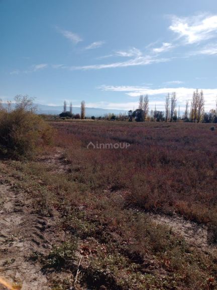 Finca en Venta en Lavalle, Mendoza