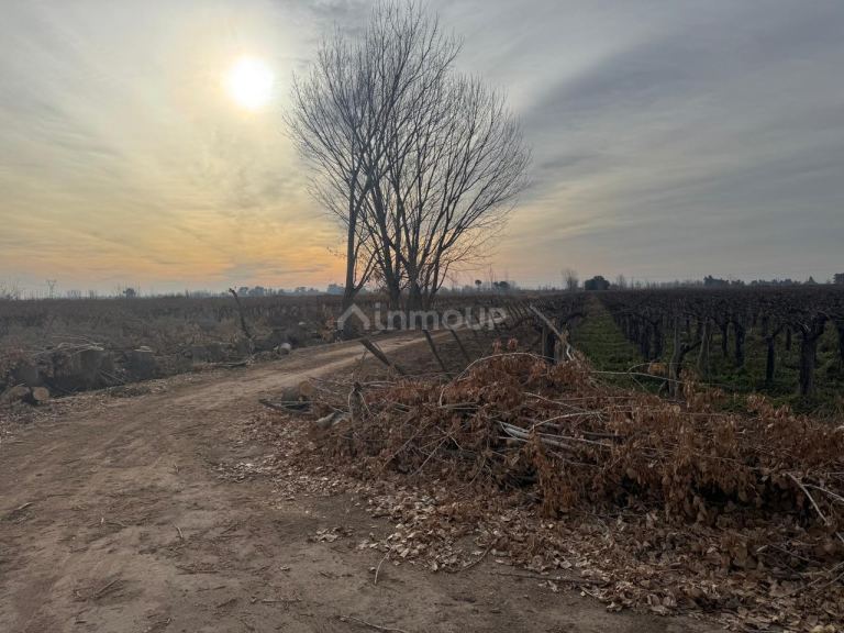Finca en Venta en Lavalle, Mendoza