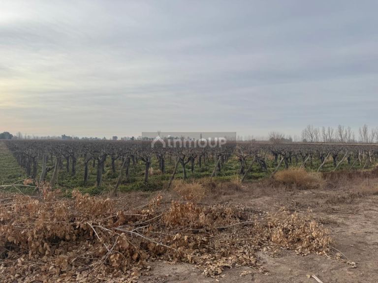 Finca en Venta en Lavalle, Mendoza