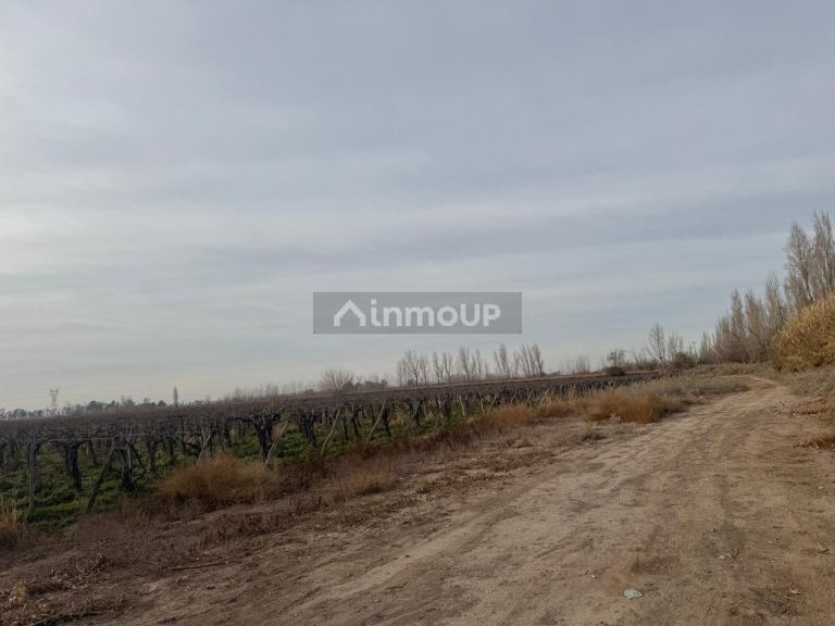 Finca en Venta en Lavalle, Mendoza