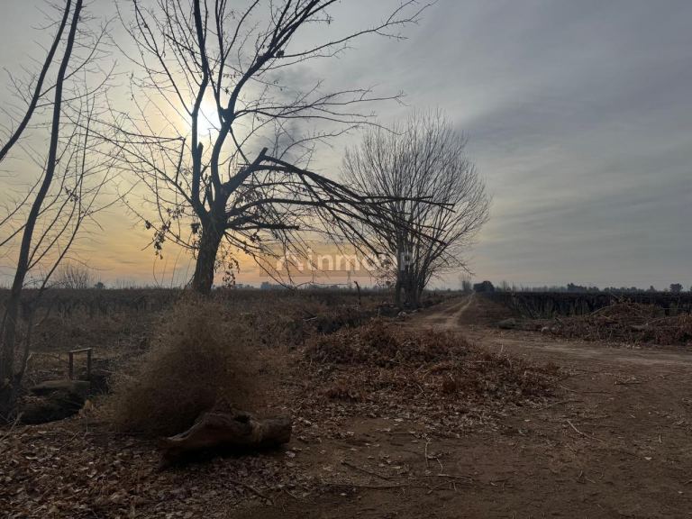 Finca en Venta en Lavalle, Mendoza
