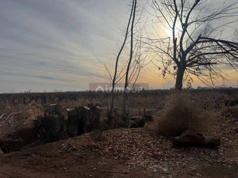 Finca en Venta en Lavalle, Mendoza
