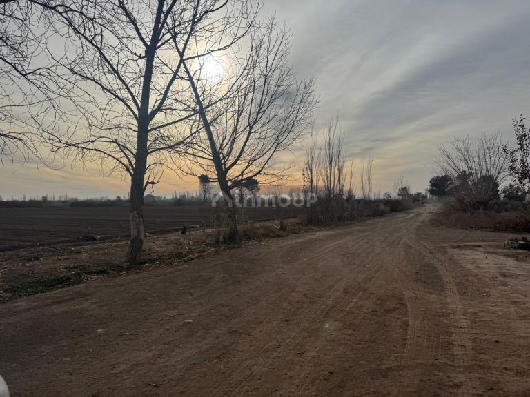 Finca en Venta en Lavalle, Mendoza