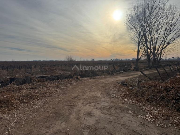 Finca en Venta en Lavalle, Mendoza