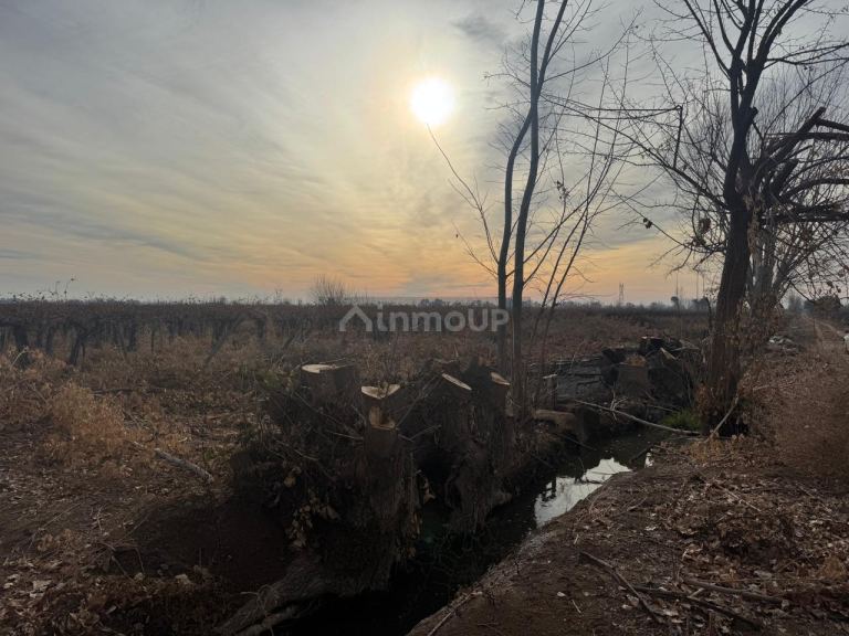 Finca en Venta en Lavalle, Mendoza