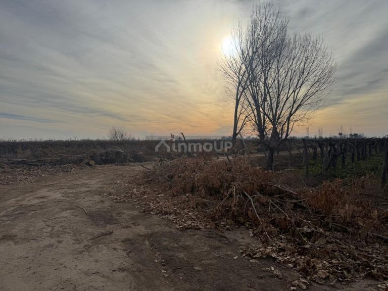 Finca en Venta en Lavalle, Mendoza