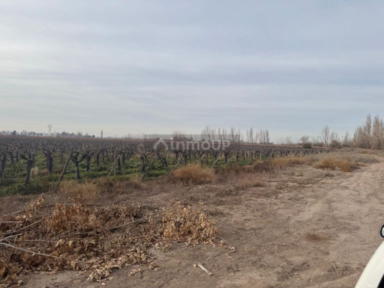 Finca en Venta en Lavalle, Mendoza