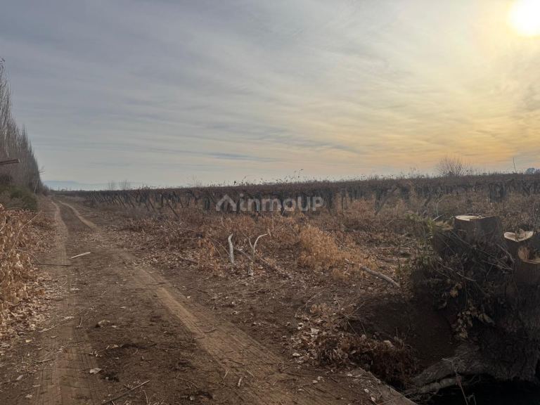 Finca en Venta en Lavalle, Mendoza