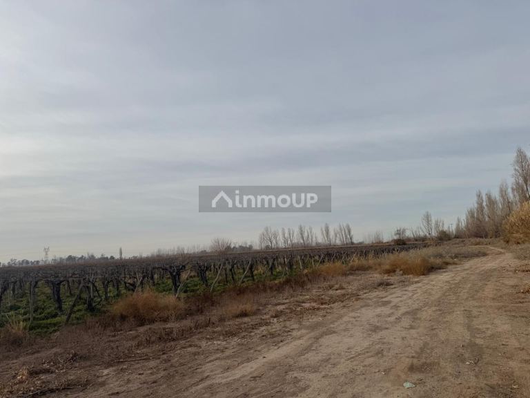 Finca en Venta en Lavalle, Mendoza