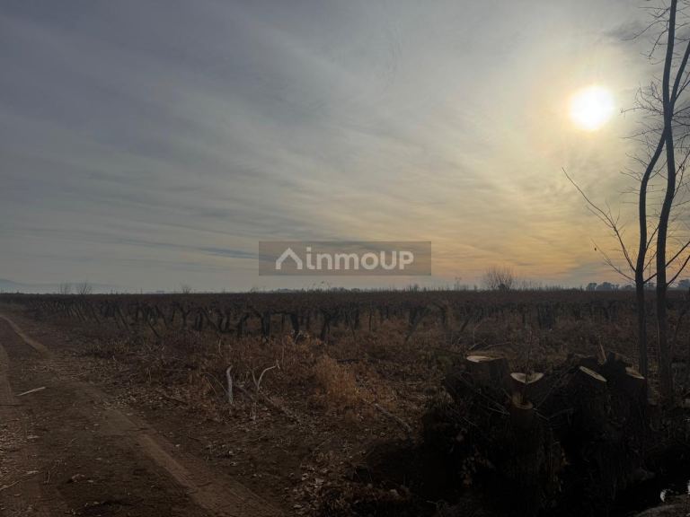 Finca en Venta en Lavalle, Mendoza