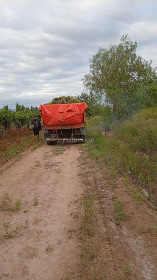 Finca en Venta en Lavalle, Mendoza
